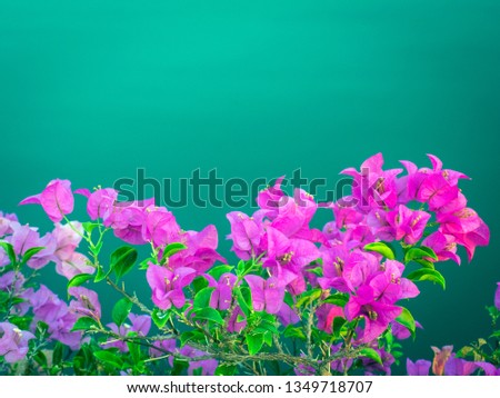 Pink Flowers