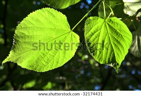 leaf tree in the sun