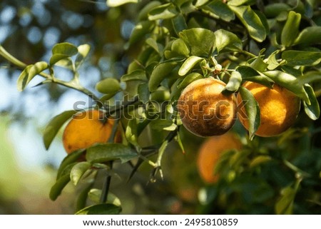 Similar – Image, Stock Photo A single orange hanging from a tree with a clear sky as background