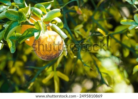 Similar – Image, Stock Photo A single orange hanging from a tree with a clear sky as background