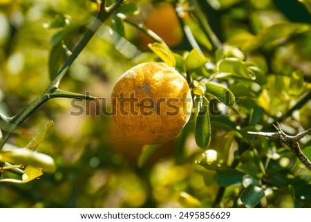 Similar – Image, Stock Photo A single orange hanging from a tree with a clear sky as background