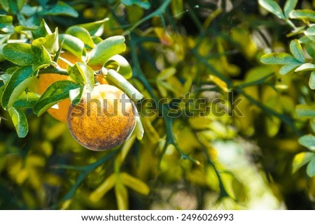 Similar – Image, Stock Photo A single orange hanging from a tree with a clear sky as background