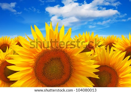 Creative natural background: beautiful field of colorful yellow sunflowers over the deep blue sky with clouds