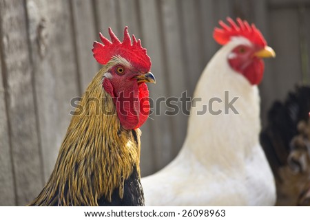 Two cocks in a hen house