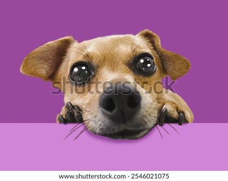 Similar – Image, Stock Photo Curious purebred dog looking away with tongue out in black studio