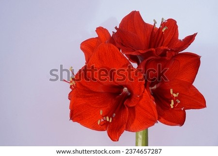 Similar – Foto Bild Rote Amaryllis rot