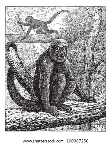 Humboldt's Woolly Monkey or common woolly monkey or brown woolly monkey, vintage engraved illustration. Dictionary of words and things - Larive and Fleury - 1895.