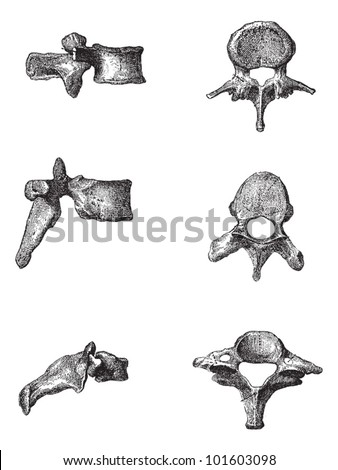 Human Vertebrae, side view (Left) and top view (right) of the Lumbar Vertebrae (top), Dorsal Vertebrae (middle), and Cervical Vertebrae (bottom), illustration. Dictionary of Words and Things - 1895