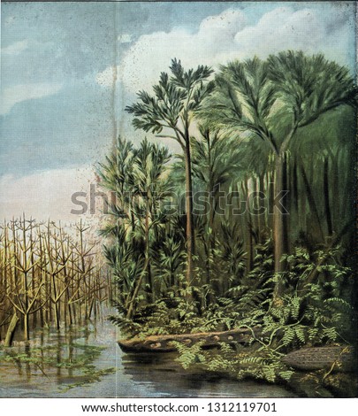 Appearance Vegetation