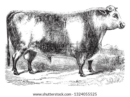 Durham Ox, vintage engraved illustration. From Zoology Elements from Paul Gervais.
