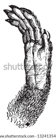 Front hand of marmosett, vintage engraved illustration. Zoology Elements from Paul Gervais
