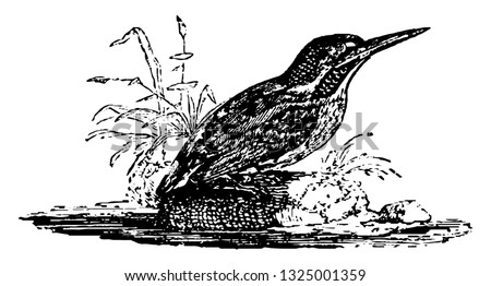 Alcyon or kingfisher are natural weather vane suspended by the beak, vintage engraved line art illustration. Infernal Dictionary 1863.