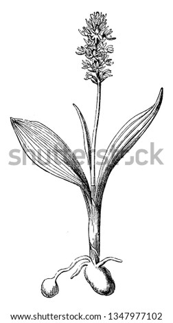 Musk orchid is a commonly occurring species of orchid. Musk Orchid is a slender perennial ground orchid with an erect, usually lax, spike of tiny greenish-yellow, honey-scented flowers, vintage 