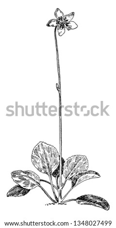 A picture of One-Flowered Pyrola plant. Its leaves are basal, oval-elliptic to obviate, with small teeth. The flowers are white in color, vintage line drawing or engraving illustration.