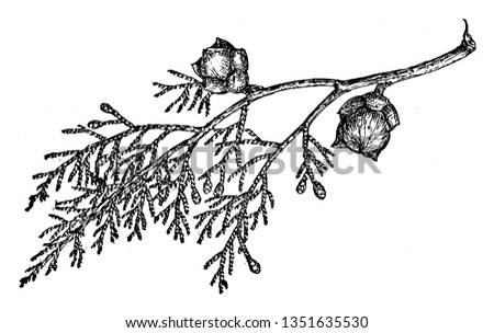 This picture showing branch of Shasta Cypress, the leaves are very scale and small, this is evergreen short tree, vintage line drawing or engraving illustration.