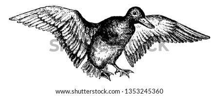 This image represents the Red Headed Pochard vintage line drawing or engraving illustration.