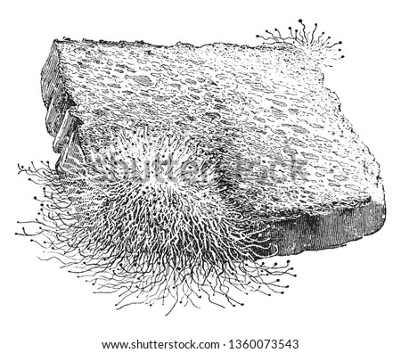 A picture showing a Mucor, a common Mold growing on a piece of Bread, vintage line drawing or engraving illustration.