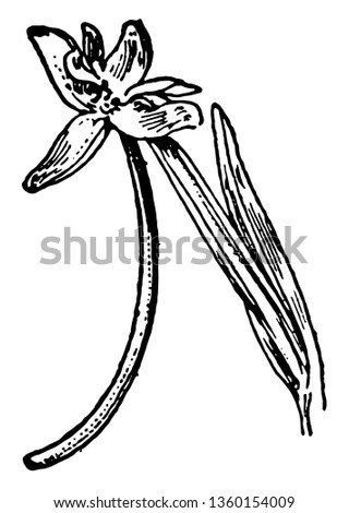 The snowy orchid is a species of the orchid family (Orchidaceae), is native to Southeastern United States. It's also called as Platanthera nivea or Habenaria Nivea, vintage line drawing or engraving