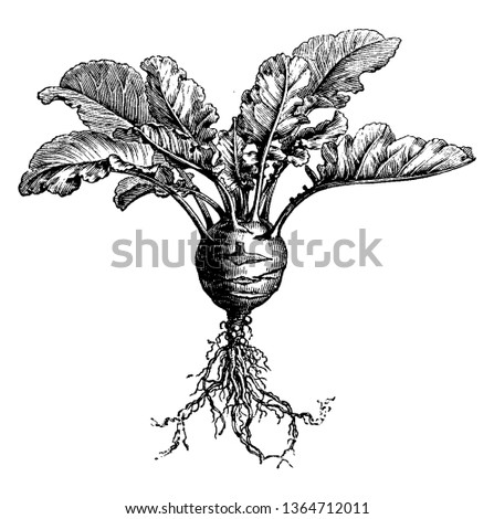 This image is full growing of kohlrabi. This is rounded shape. The leaves are long. Root is long, vintage line drawing or engraving illustration.