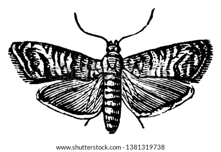Codling Moth that eats apples and fruits, vintage line drawing or engraving illustration.