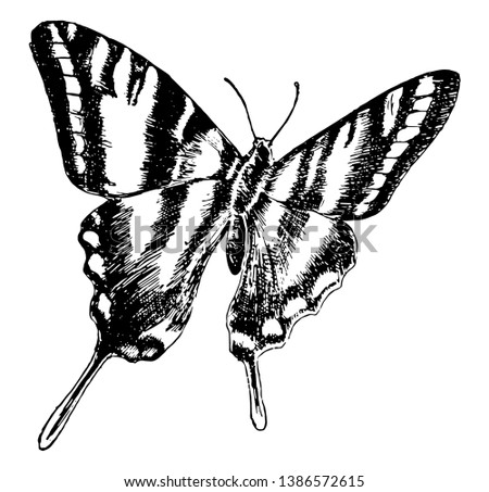 Ajax Butterfly