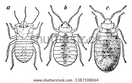 Bedbug Cast off nymphal skin, vintage line drawing or engraving illustration.