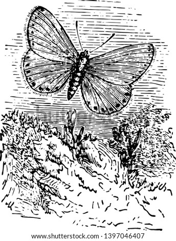 Lycaena Aegon where this butterfly flies around sandy heaths vintage line drawing or engraving illustration.