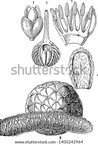A picture of various parts of Sago palm tree which shows a flower, a section of an ovary, seed of Sagus Filaris and a fruit, vintage line drawing or engraving illustration. Zdjęcia stock © 