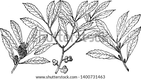 There are three different branches of Myrica cerifera. Some of the branch has fruits and some of the branches have buds. This is used for candle-making, as well as a medicinal plant, vintage
