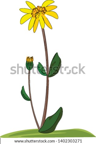 A small cute plant with arnica flower and bud , vector, color drawing or illustration.