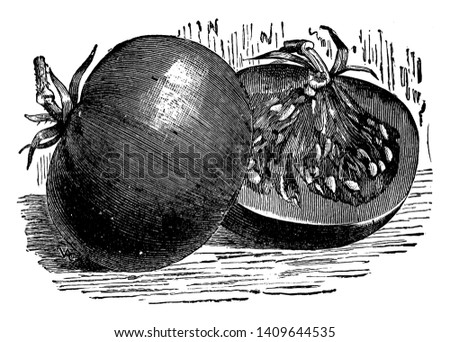 This picture shows the image of Lorillard tomato. In this picture showing half cut tomato and In the cut area, the seeds are visible, vintage line drawing or engraving illustration.