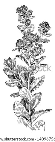 Garden Orpine is native to northern and eastern Asia, and commonly planted in gardens, from which it sporadically escapes, vintage line drawing or engraving illustration.