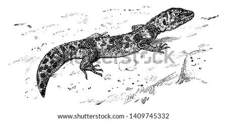 Featured image of post Lizard Shedding Skin Drawing