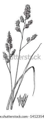 This perennial grass is 3-6' tall at maturity. Infertile shoots produce low dense tufts of leaves, while fertile shoots produce tall culms with alternate leaves, vintage line drawing or engraving