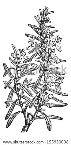 Rosemary Or Rosmarinus Officinalis Or Anthos, Vintage Engraved ...