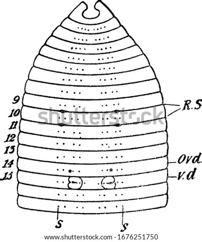 The eight setae (s) on each segment; RS, spots between 9-10, 10-11, indicate openings of receptacula seminis; Ovd, openings of oviducts; and other, vintage line drawing or engraving illustration.