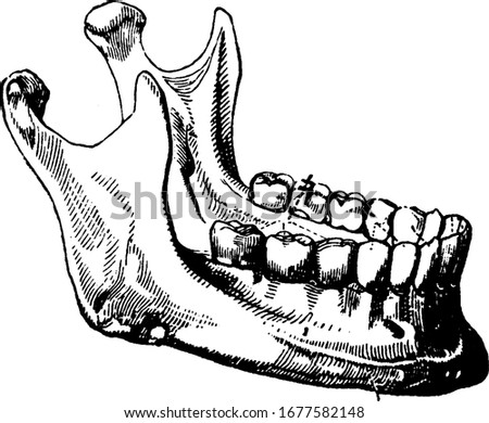 The term, mandibular, is given to teeth in the lower jaw. Adult mouth has 32 teeth, the middlemost four teeth on the lower jaws, vintage line drawing or engraving illustration.