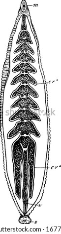 Represents the alimentary system of leech, m, Mouth; cr6, sixth crop-pocket; cr11, last crop-pocket; v, rectum and s, posterior sucker, vintage line drawing or engraving illustration. Stock fotó © 