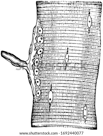 Nerve ending in muscular fiber of a lizard and the end-plate or motorial ending of the axone is seen sideways, vintage line drawing or engraving illustration.