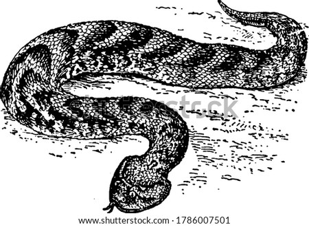 Bitis arietans species, a highly poisonous African viper. Its name is derived from the habit of inflating its body when alarmed and at the same time producing a characteristic puffing sound, vintage