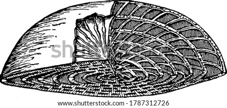 this figure shows The shell of nummulite, contains many whorls divided by septa into chambers; each new whorl completely overlaps the next older whorl, vintage line drawing or engraving illustration.