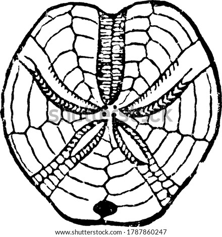A typical representation of Hemipneustes Greenovii, Forbes, U. Greensand, Blackdown, closer to a circular shape with a regular pattern meeting at the center, vintage line drawing or engraving