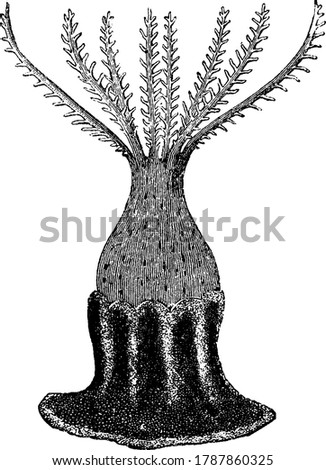 Blue Corals are marine invertebrates within the class Anthozoa of the phylum Cnidaria, they need clear water that lets sunlight through., vintage line drawing or engraving illustration. 