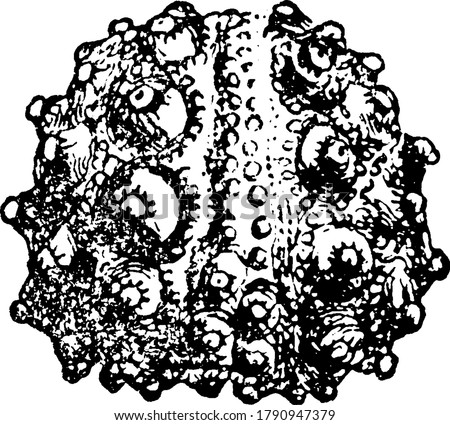 A typical representation of Hemicidaris intermedia, Flem.; Corallian, Calne, circular in shape and mottled, vintage line drawing or engraving illustration.