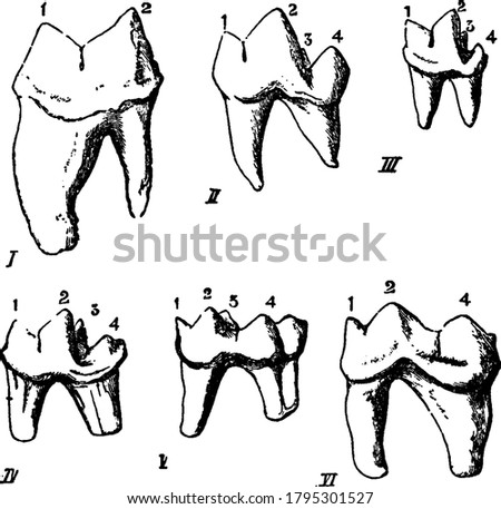 Modifications of the lower sectorial tooth in carnivora, with the parts like, celis, cunis, herpestes, lutra, meles, ursus, anterior lobe of blade, posterior lobe of blade, inner tubercle and heel,