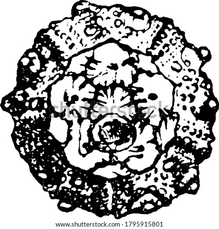 A typical representation of Hemicidaris intermedia, Flem.; Corallian, Calne, circular in shape and mottled, vintage line drawing or engraving illustration.