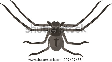 Huntsman spider, illustration, vector on a white background.