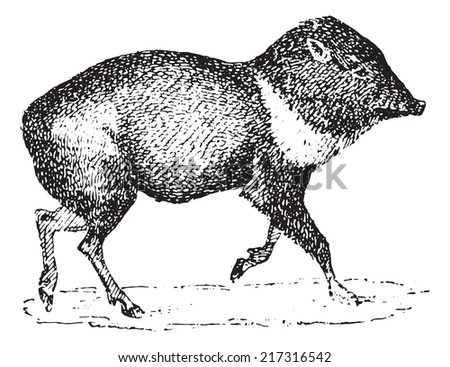 Peccary or Javelina or Skunk pig, vintage engraved illustration. Dictionary of words and things – Larive and Fleury – 1895.