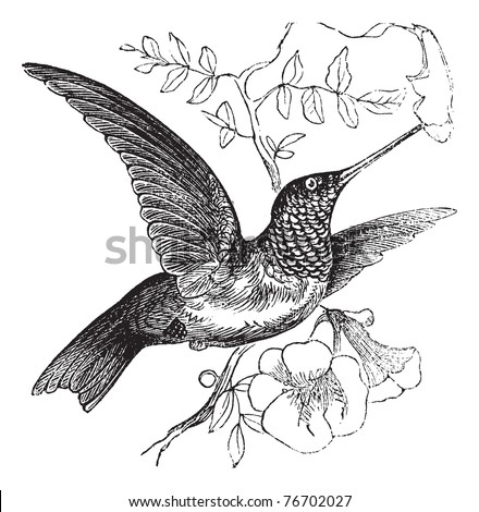 Ruby-Throated Hummingbird Or Archilochus Colubris, Vintage Engraving ...