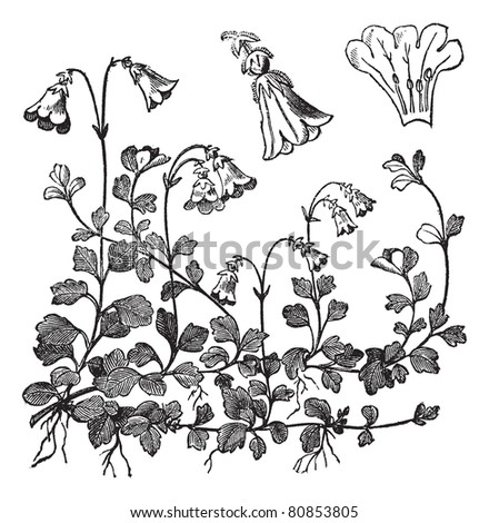Linnaea borealis or Twinflower, vintage engraved illustration. Trousset encyclopedia (1886 – 1891).